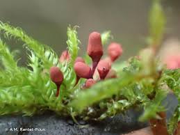 Attēlu rezultāti vaicājumam “Arcyria affinis macro”