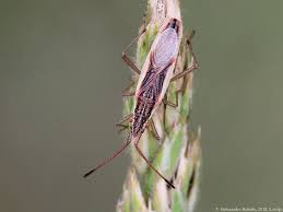 Attēlu rezultāti vaicājumam “Myrmus miriformis”