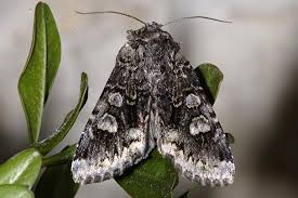 Attēlu rezultāti vaicājumam “Papestra biren”