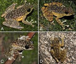 Attēlu rezultāti vaicājumam “Ranidae”