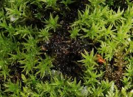 Attēlu rezultāti vaicājumam “Dichodontium pellucidum”