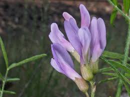 Attēlu rezultāti vaicājumam “Astragalus arenarius”