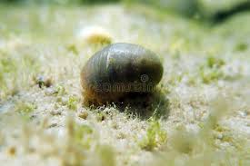 Attēlu rezultāti vaicājumam “Lymnaeidae”