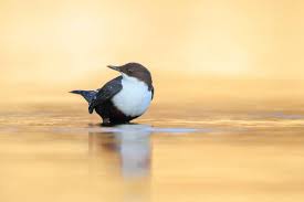 Attēlu rezultāti vaicājumam “Cinclus cinclus”