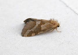 Attēlu rezultāti vaicājumam “Phymatopus hecta”