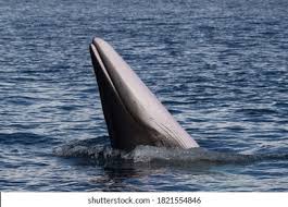 Image result for Balaenoptera bonaerensis