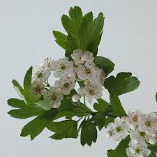Attēlu rezultāti vaicājumam “Crataegus monogyna subsp. nordica”