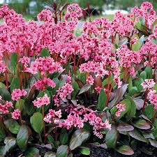 Attēlu rezultāti vaicājumam “Bergenia crassifolia flower”