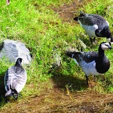Attēlu rezultāti vaicājumam “Branta leucopsis adult”