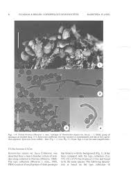 Attēlu rezultāti vaicājumam “Didymium megalosporum spores”