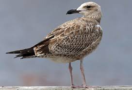 Image result for Larus cachinnans