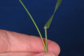 Attēlu rezultāti vaicājumam “Poa compressa leaf”