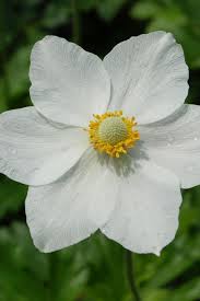 Attēlu rezultāti vaicājumam “Anemone sylvestris bud”