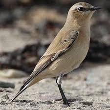 Attēlu rezultāti vaicājumam “Oenanthe oenanthe female”