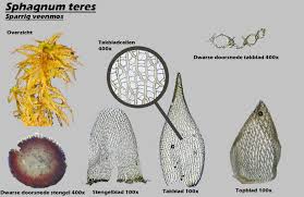 Attēlu rezultāti vaicājumam “Sphagnum teres”