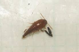 Attēlu rezultāti vaicājumam “Sepedophilus sp.”