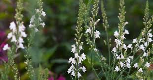 Attēlu rezultāti vaicājumam “Linaria loeselii flower”