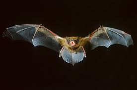 Attēlu rezultāti vaicājumam “Nyctalus noctula”