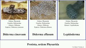 Attēlu rezultāti vaicājumam “Diderma effusum”