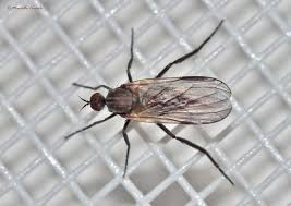 Attēlu rezultāti vaicājumam “Empis sp.”