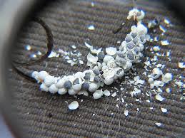 Attēlu rezultāti vaicājumam “Diderma deplanatum”