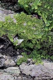 Attēlu rezultāti vaicājumam “Radula complanata sporophyte”