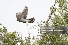 Attēlu rezultāti vaicājumam “Accipiter nisus”