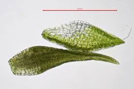 Attēlu rezultāti vaicājumam “Campylopus pyriformis”