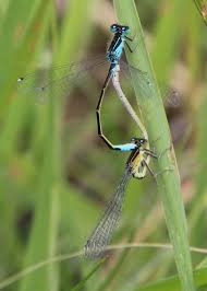 Attēlu rezultāti vaicājumam “Ischnura pumilio”