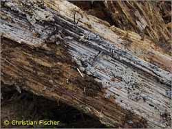 Attēlu rezultāti vaicājumam “Basidiodendron”