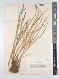 Attēlu rezultāti vaicājumam “Carex disticha”