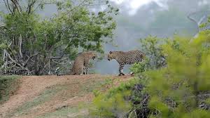 Image result for Яла заповедник