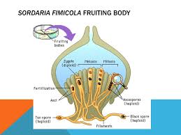 Attēlu rezultāti vaicājumam “Sordaria fimicola”
