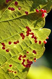 Attēlu rezultāti vaicājumam “Eriophyes laevis”