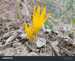 Attēlu rezultāti vaicājumam “Colchicum luteum”