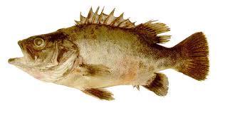 Image result for Polyprion americanus