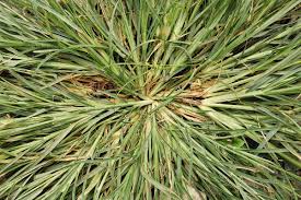 Attēlu rezultāti vaicājumam “Danthonia decumbens fruit”