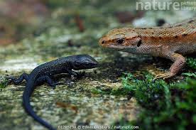 Attēlu rezultāti vaicājumam “Lacerta vivipara juvenile”