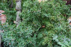 Attēlu rezultāti vaicājumam “Mespilus germanica”