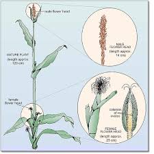 Attēlu rezultāti vaicājumam “Zea mays male flower”