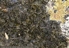 Attēlu rezultāti vaicājumam “Collema flaccidum”