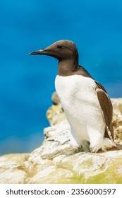 Image result for Uria aalge