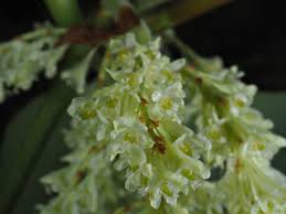 Attēlu rezultāti vaicājumam “Reynoutria sachalinensis flower”
