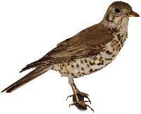 Attēlu rezultāti vaicājumam “Turdus viscivorus”