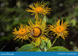 Attēlu rezultāti vaicājumam “Telekia speciosa leaf”