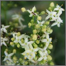 Attēlu rezultāti vaicājumam “Galium album fruit”