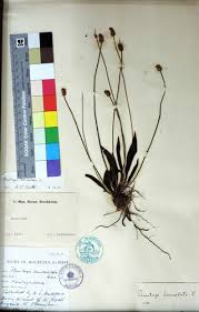 Attēlu rezultāti vaicājumam “Plantago lanceolata fruit”