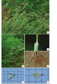 Attēlu rezultāti vaicājumam “Agrostis capillaris”