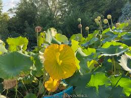 Attēlu rezultāti vaicājumam “Lotus sp. flower”