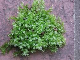 Attēlu rezultāti vaicājumam “Plagiomnium”